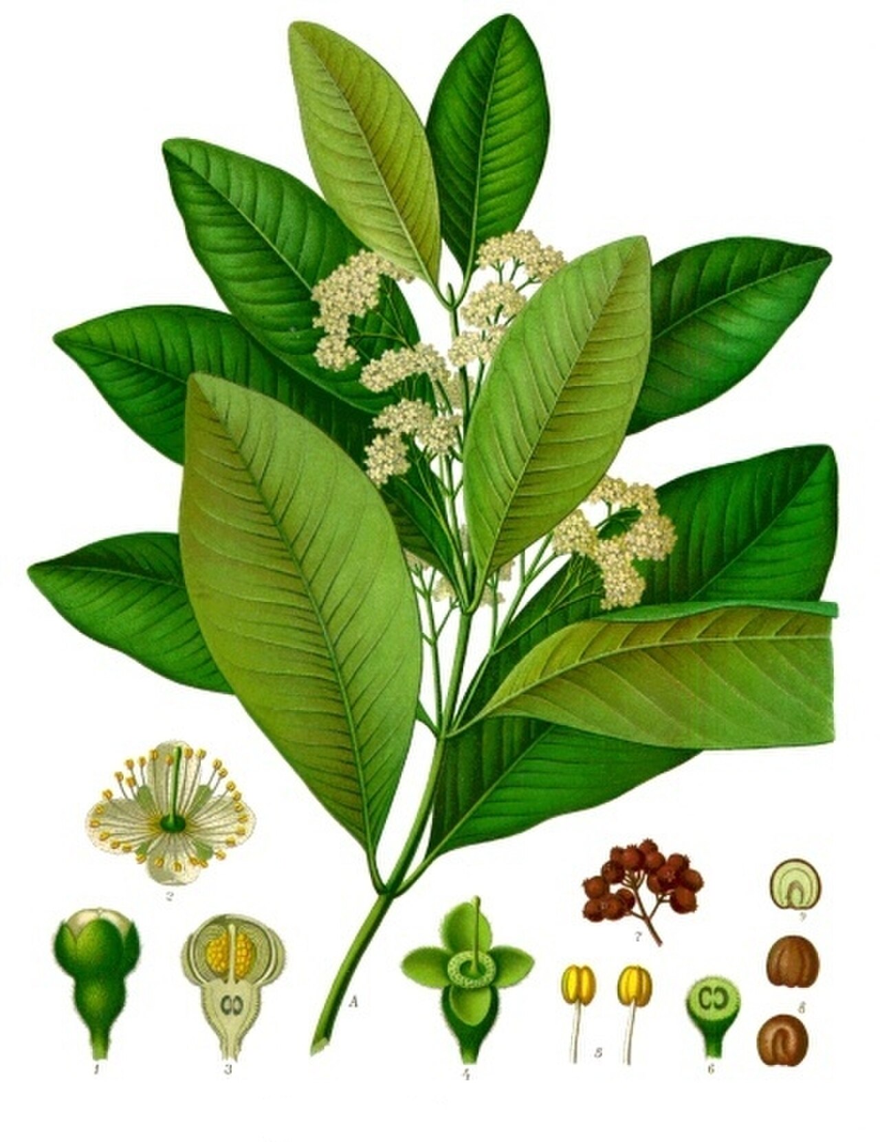 Pimenta_dioica_-_Köhler–s_Medizinal-Pflanzen-239